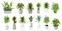 Set Of Plants Isolated