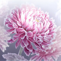 Sticker - First frost, ice on flowers in late autumn. Hoarfrost on pink chrysanthemum.