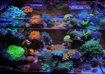 Sticker - tropical coral reef