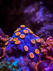 Canvas Print - coral reef in aquarium