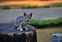 Cute Kitten Sitting On The Log