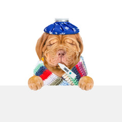 Aufkleber - Unhapy sick puppy with ice bag on his head holds thermometer in it mouth above empty white banner. Isolated on white background