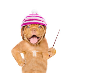 Poster - Funny mastiff puppy wearing  warm hat holds a pointing stick and points away on empty space. isolated on white background