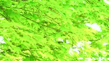 Close Up Shot Of Green Japanese Maple Leaves Swaying In The Wind. 4K