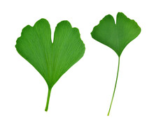Green Ginkgo Biloba Leaves Isolated On Transparent Background, PNG.