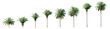 Beautiful 3D Collection Growth of canary palm Trees Isolated on PNGs transparent background , Use for visualization in architectural design or garden