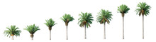 Beautiful 3D Collection Growth Of Canary Palm Trees Isolated On PNGs Transparent Background , Use For Visualization In Architectural Design Or Garden