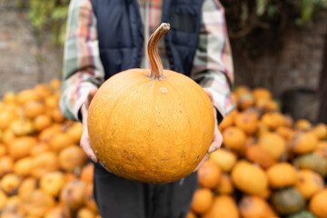 Poster - Farmer with pumpkin on a background of a pile of pumpkins