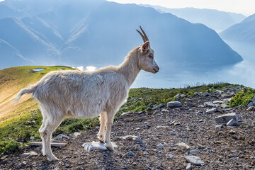 Wall Mural - Close-up of a goat in the italian alps