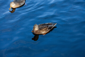 duck in water. Bird swims in the pond in natural environment 