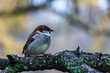 A sparrow is sitting on a tree branch