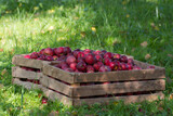 Fototapeta Lawenda - sezon na jabłka