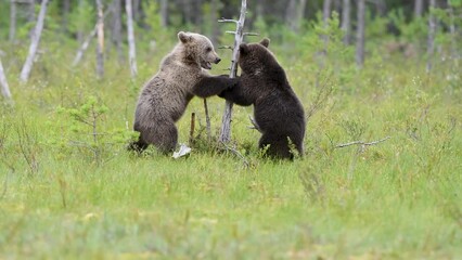 bear cubs are always in a playful mood.