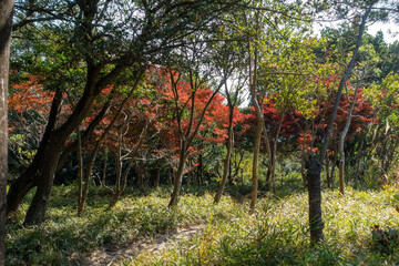 Wall Mural - 日本の兵庫県赤穂市のドウダンツツジの紅葉