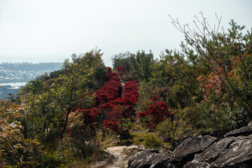 Wall Mural - 日本の兵庫県赤穂市のドウダンツツジの紅葉