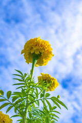 flower yellow beautiful close up with morning light and sky background.