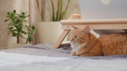 Wall Mural - Curious ginger cat looks on sunbeams. Fluffy pet is lying on bed near tray with laptop at cozy home.