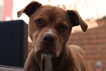 Closeup Of A Brown Pit Bull Portrait Captured Outdoors