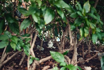 Sticker - Cute fluffy surprised cat looking at the camera between the branches of trees