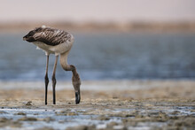Baby Flamingo Feeding In Mud. Baby Flamingo Looking For Food In Slime.