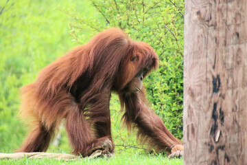 Canvas Print - A view of an Orangutan