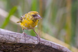 Fototapeta Konie - Young weaver bird in Africa