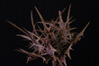 A dry thorn on a black background