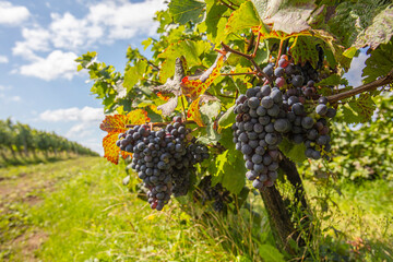 blue merlot grapes in green vineyard