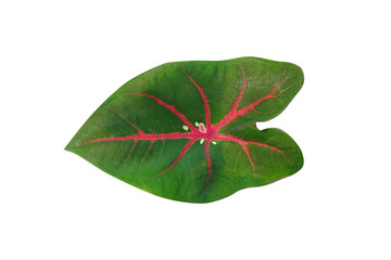 Sticker - caladium bicolor leaves on a white background  