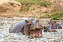 Hippopotamus In The Murchison Falls National Park. Hippopotamus Amphibius Lying In The River. Common African Animal. African Safari.