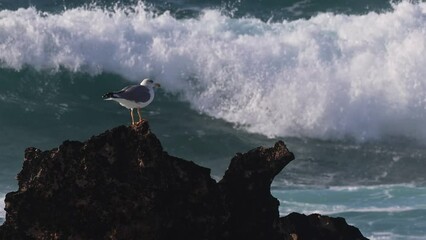 Poster - Seagull on a rocky coast with ocean waves in the background