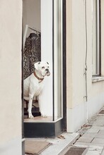 Vertical Of A White Boxer Near The Door With A Street View
