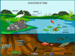 Ecosystem of pond vector illustration