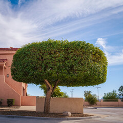 Wall Mural - Abstract round rectangular-shaped evergreen tree bush in the southwestern village