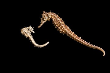 Wall Mural - Beautiful textured dry seahorses isolated on a black background