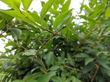 Stick Insect In A Bush