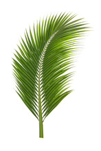 Green Leaves Palm Isolated On Transparent(Png) Background