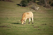 Vache Blondes d'Aquitaine sur pâturages