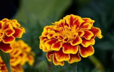 Closeup of a pretty Marigold blossom in a garden outdoors