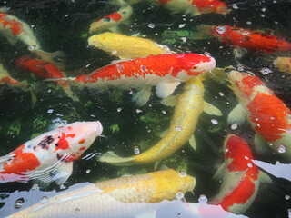 Wall Mural - colorful Cyprinus carpio swimming in the koi pound close-up