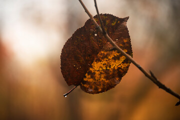 Wall Mural - Lonely dry autumn leaf on a branch. Late autumn mood.