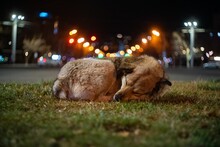 Closeup Shot Of An Adorable Fluffy Dog Sleeping Outside On A Bokeh Street Background