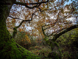 Wall Mural - Herbstwald