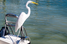 Beautiful White Egret On A Boat
