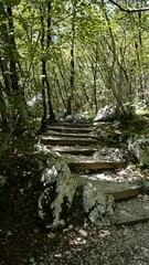 Sticker - Vertical shot of old stairs in a forest surrounded by wooden trees and vegetation in a daylight