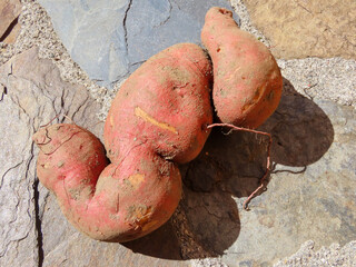 Canvas Print - Patate douce sur une table en pierres