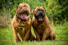 Two Laughing Dogs