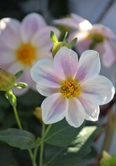 Poster - pink and white flowers