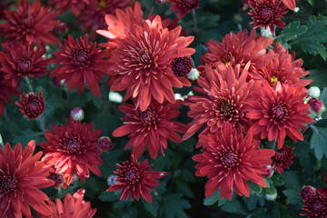 Canvas Print - chrysanthemum flowers