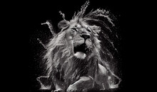 Lion Shaking Off Water While Hunting. Digital Art